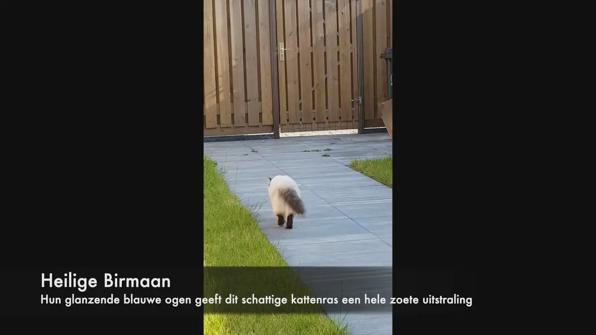 Humix video