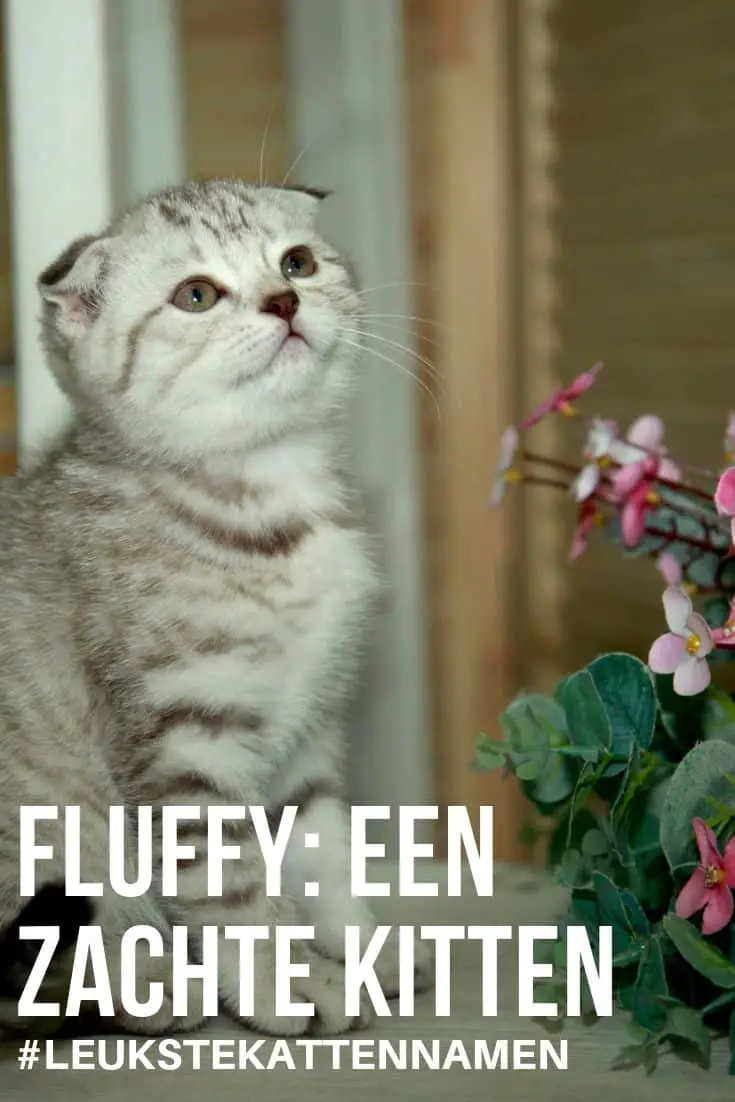 Fluffy als naam voor je zachte kitten