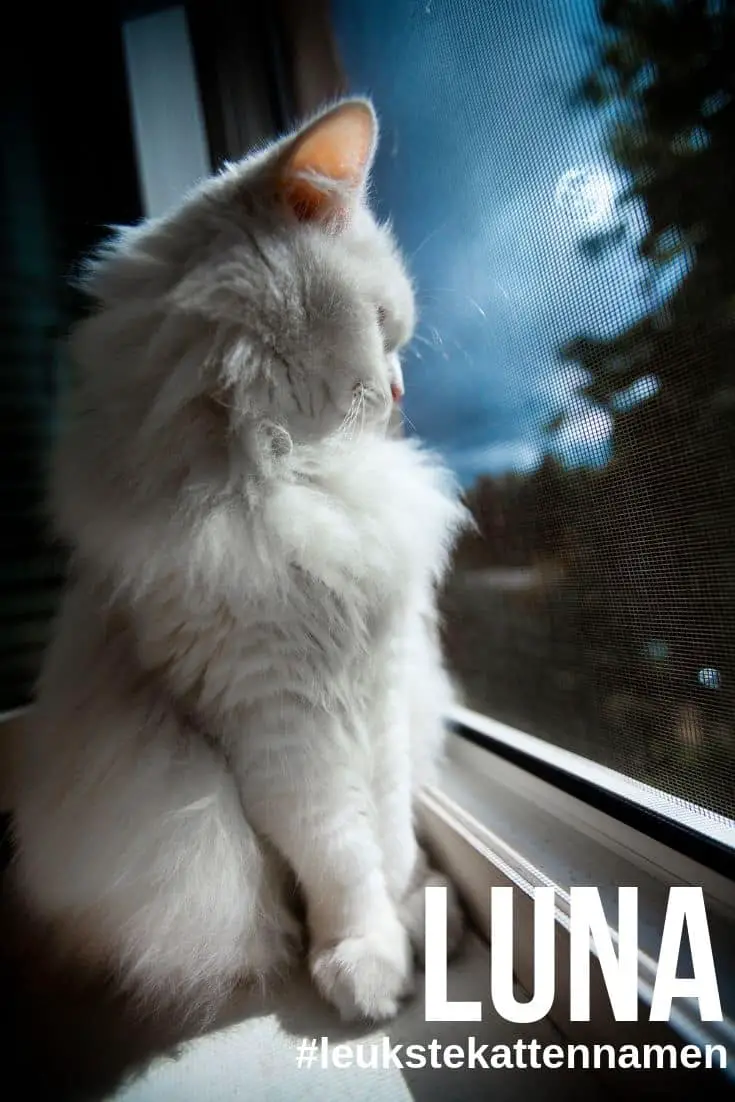 Luna als leuke kattennaam