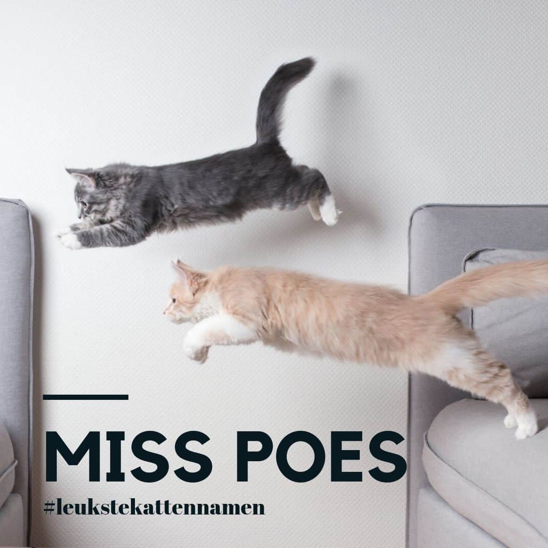 Miss poes