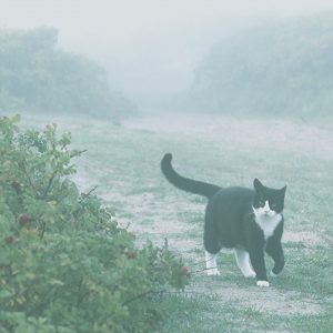 Misty als kattennaam voor een mysterieuze kat
