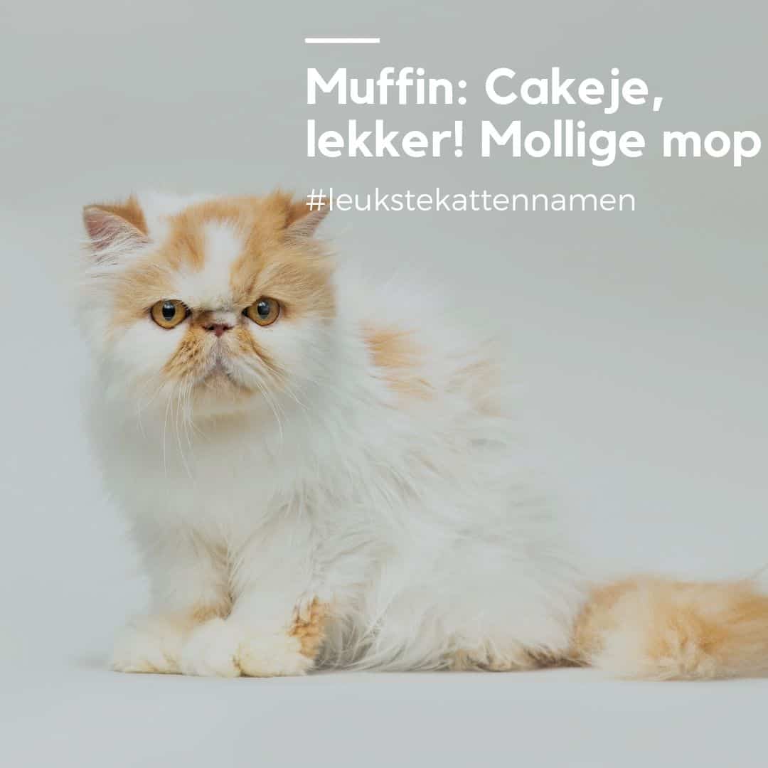 Muffin als mollige kattennaam