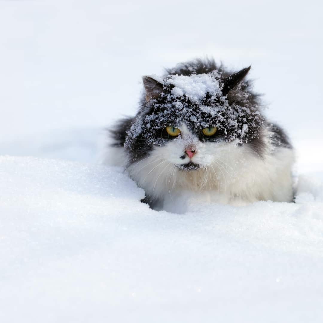 Kat sneeuwvlokje