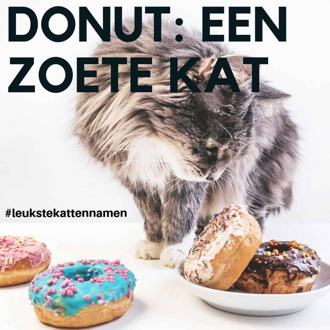 Donut als kattennaam voor een zoete kat