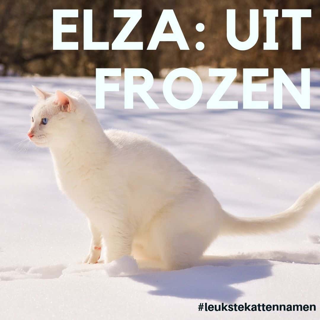 Elza uit Frozen als naam voor je poes
