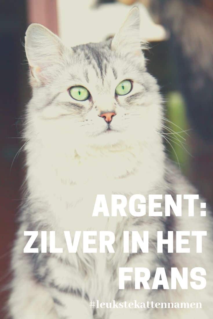 Argent is zilver in het frans en leuk voor een zilver grijze kat