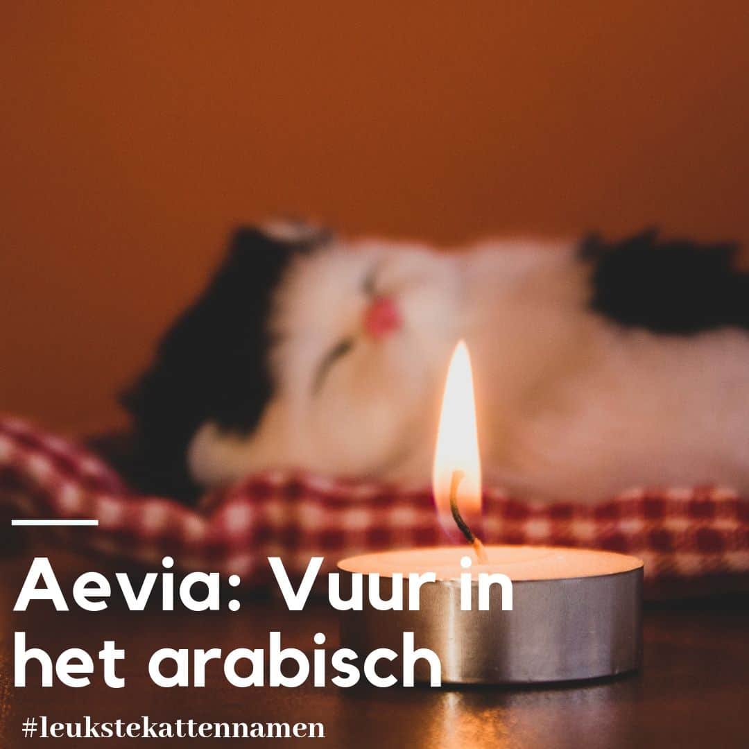 Aevia als kattennaam - betekent vuur in het Arabisch