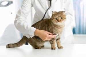 Denk je ook aan een kattenverzekering?
