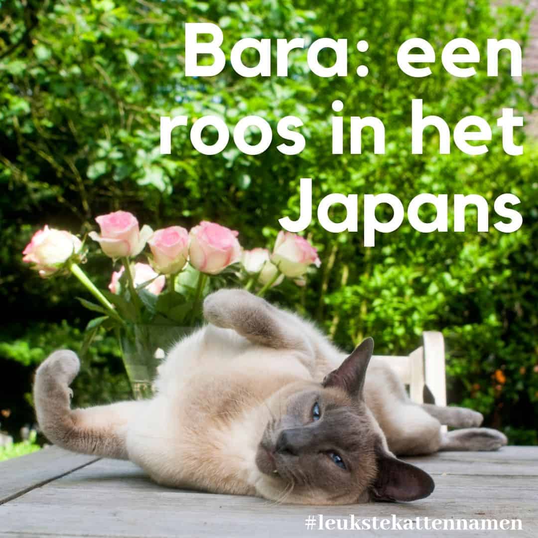 Bara een roos in het Japans leuke japanse kattennaam