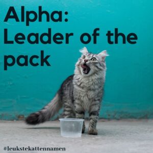 Alpha leader of the pack als kattennaam
