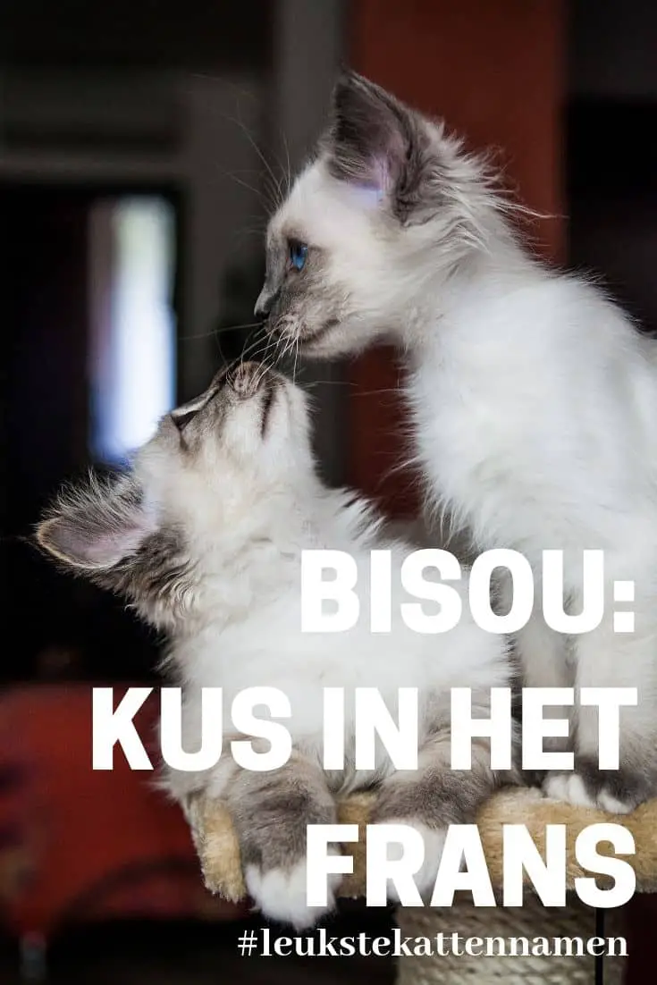 Bisou kus in het frans als kattennaam
