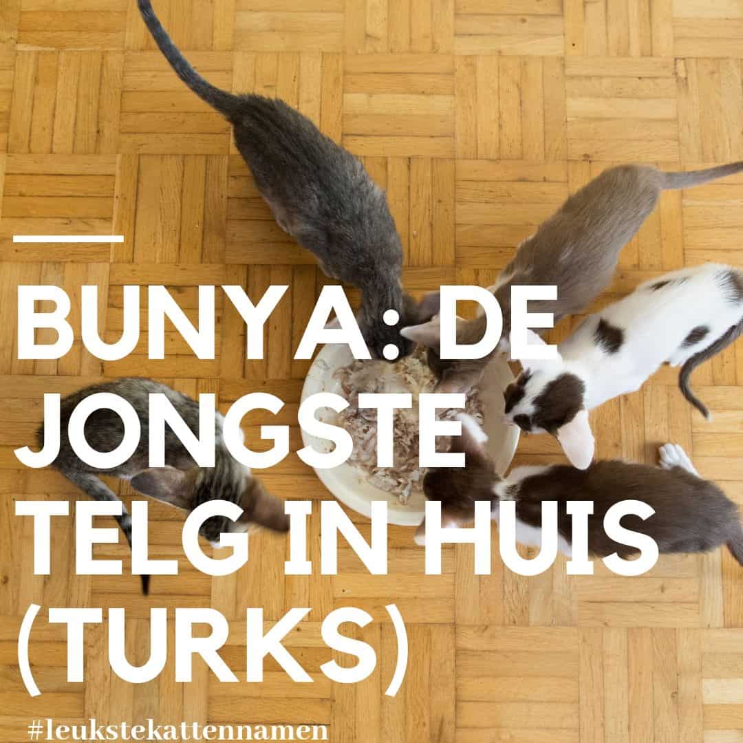 Bunya naam voor een kat kort voor Bunyamin in het Turks de jongste telg in huis