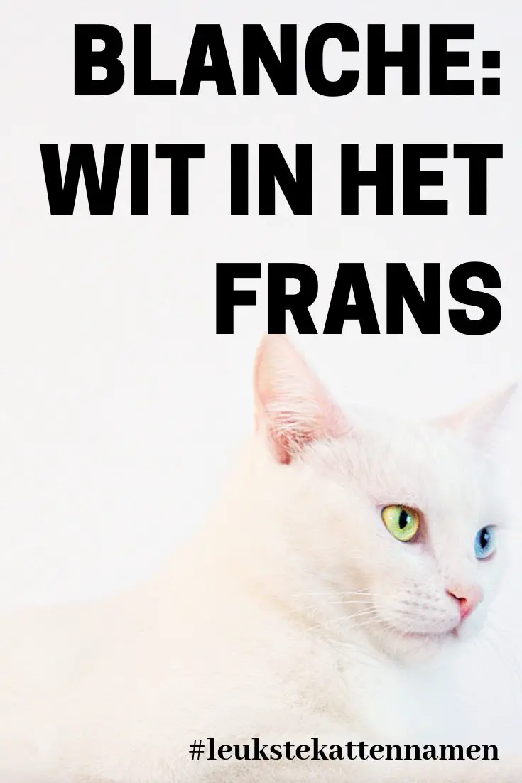 Blanche wit in het frans voor een witte kat