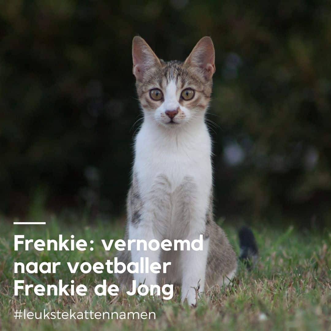 Frenkie de jong als kat