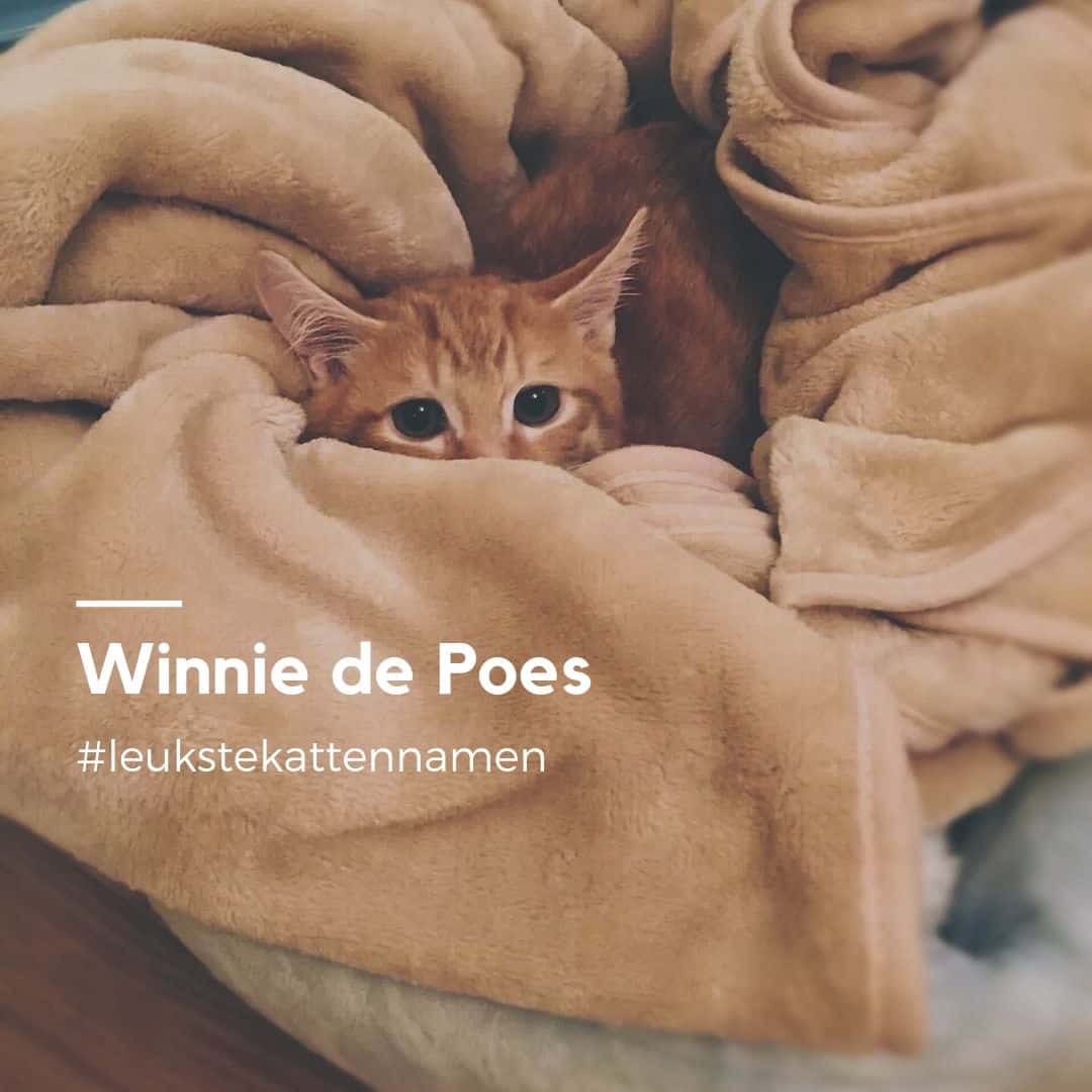 Winnie de poes als kattennaam