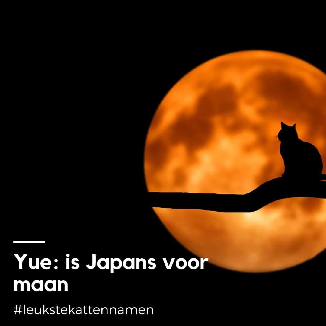 Yue als oosterse Japanse kattennaam