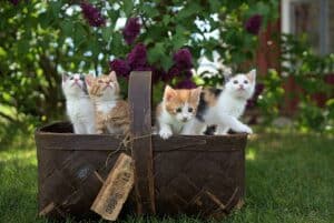 Kitten benodigdheden voor je je kat mee naar huis neemt