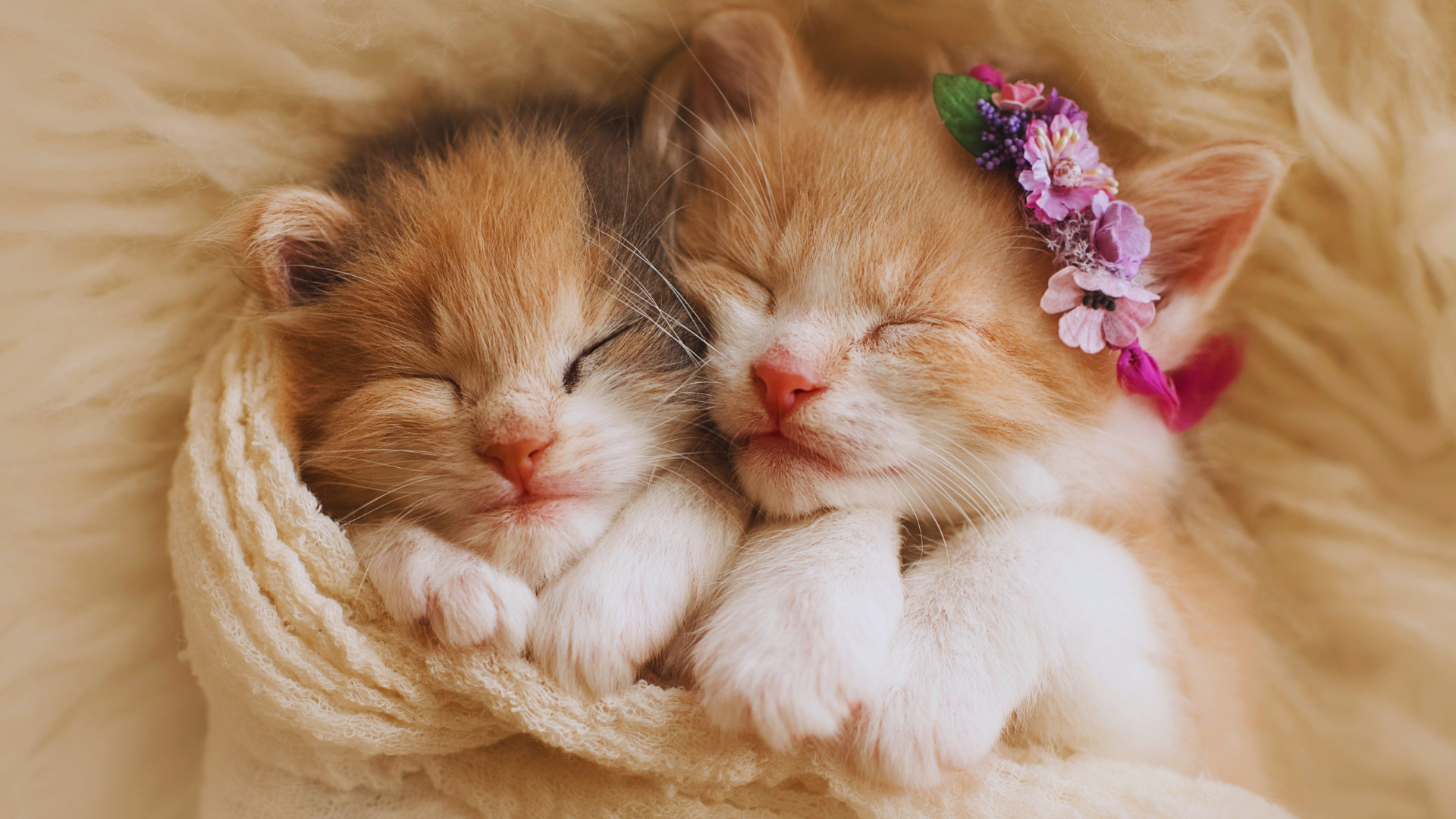 Twee rood met witte kittens knuffelend in een dekentje.