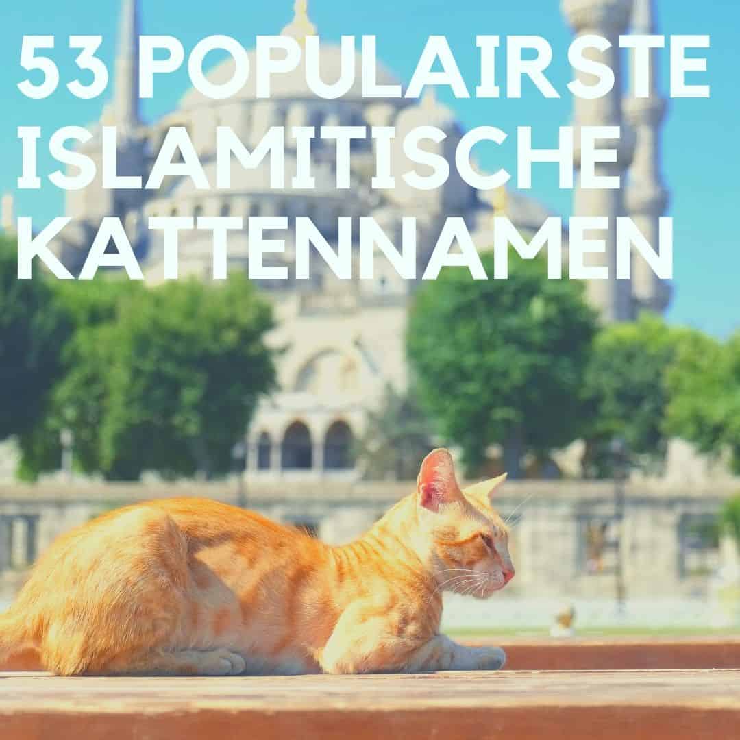 De 53 populairste Islamitische kattennamen & katten in de Islam