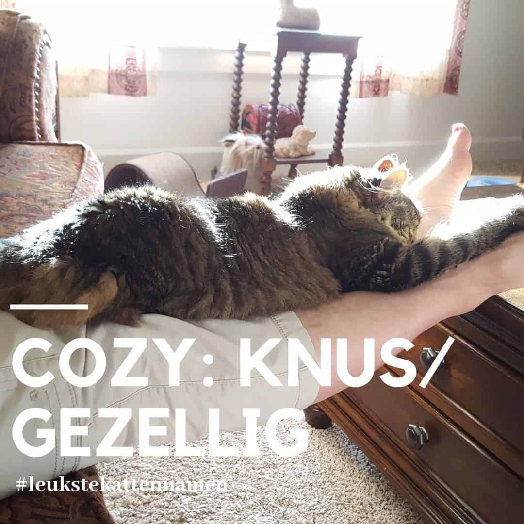 Cozy als naam voor een knusse gezellige kat