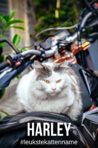 Harley als kattennaam in plaats van het motor merk