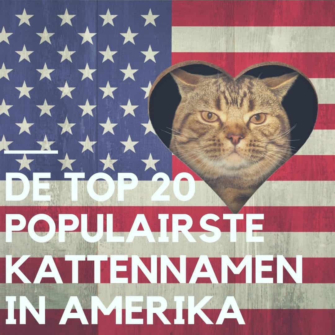 Top 20 populairste kattennamen in Amerika