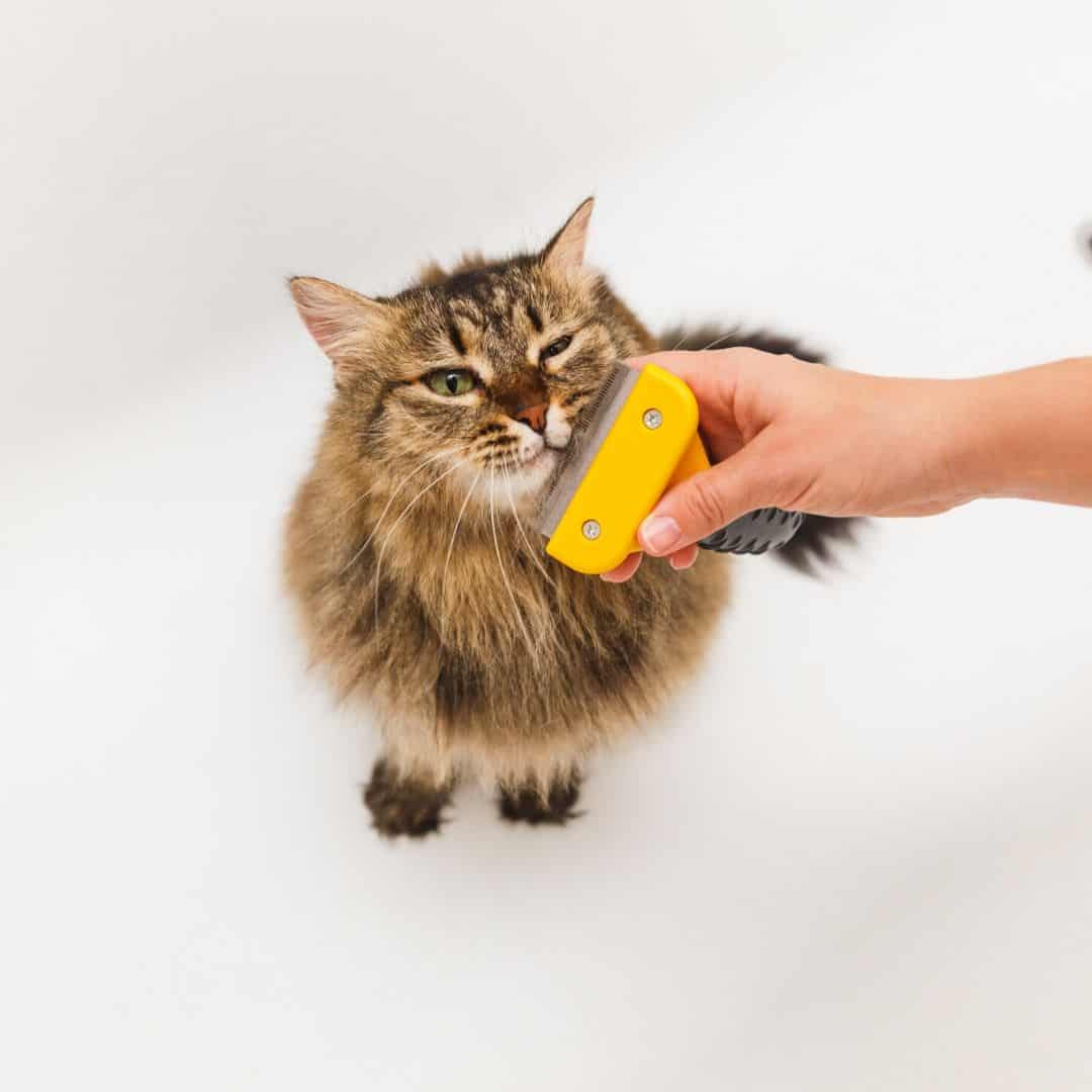 Furminator gebruiken op je langharige kat