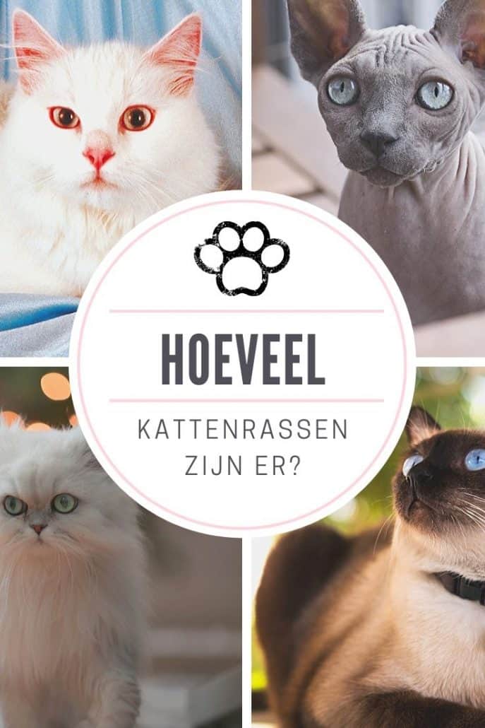 Hoeveel kattenrassen zijn er? Zeker 73