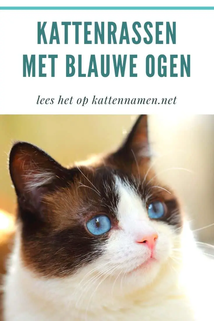 7 leukste kattenrassen met blauwe ogen & hun karakter