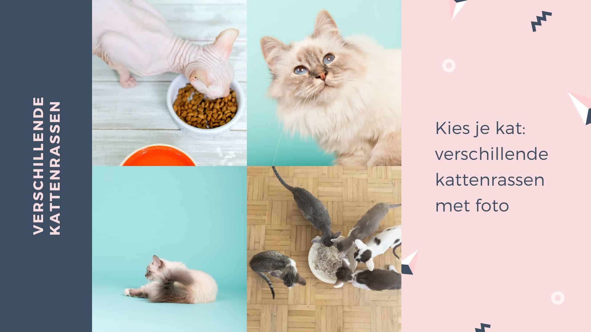 Afzonderlijk blok Groet Kattenrassen met foto | Hoe zien ze eruit en wat is hun karakter?