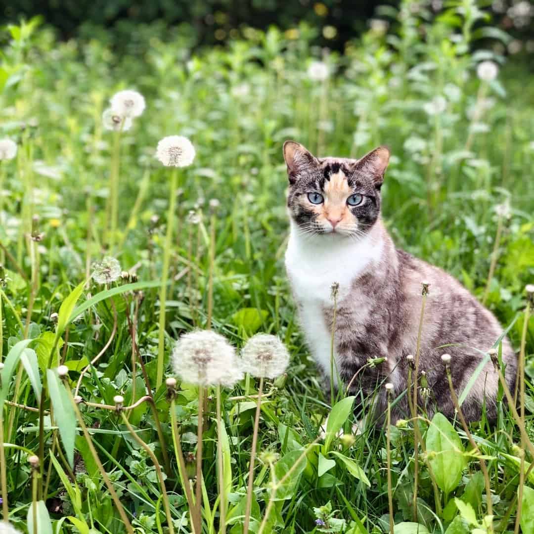 Kat meadow