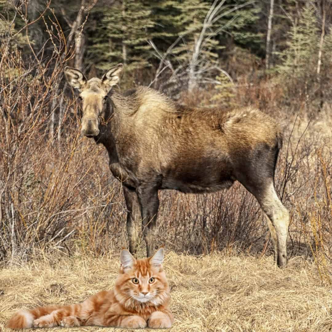 Kat moose