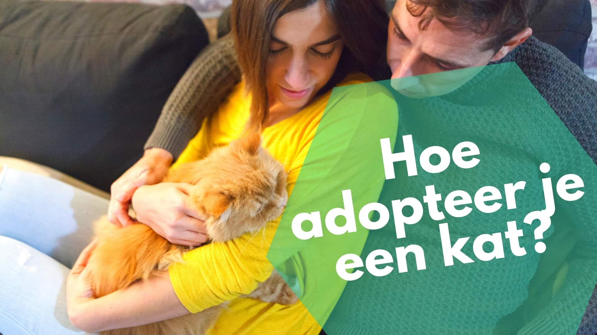 Hoe adopteer je een kat?