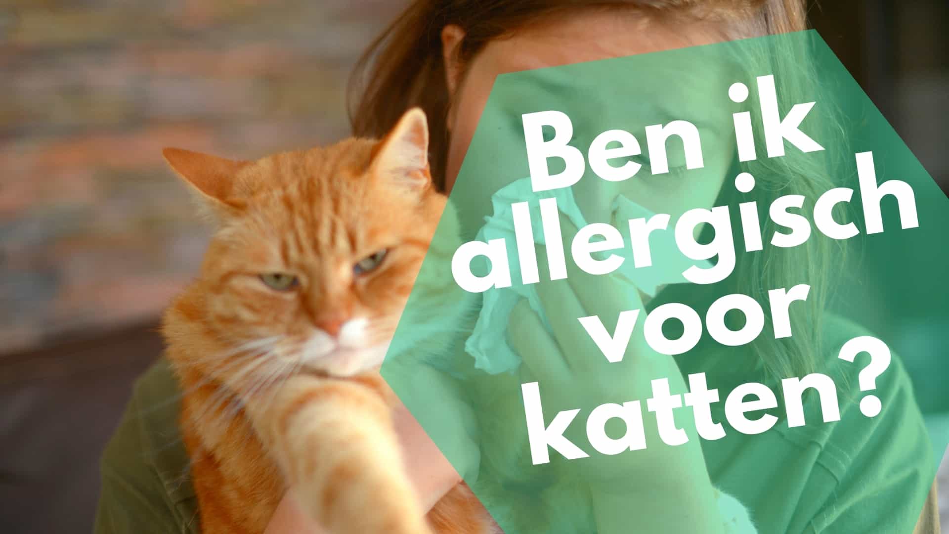 Ben ik allergisch voor katten?