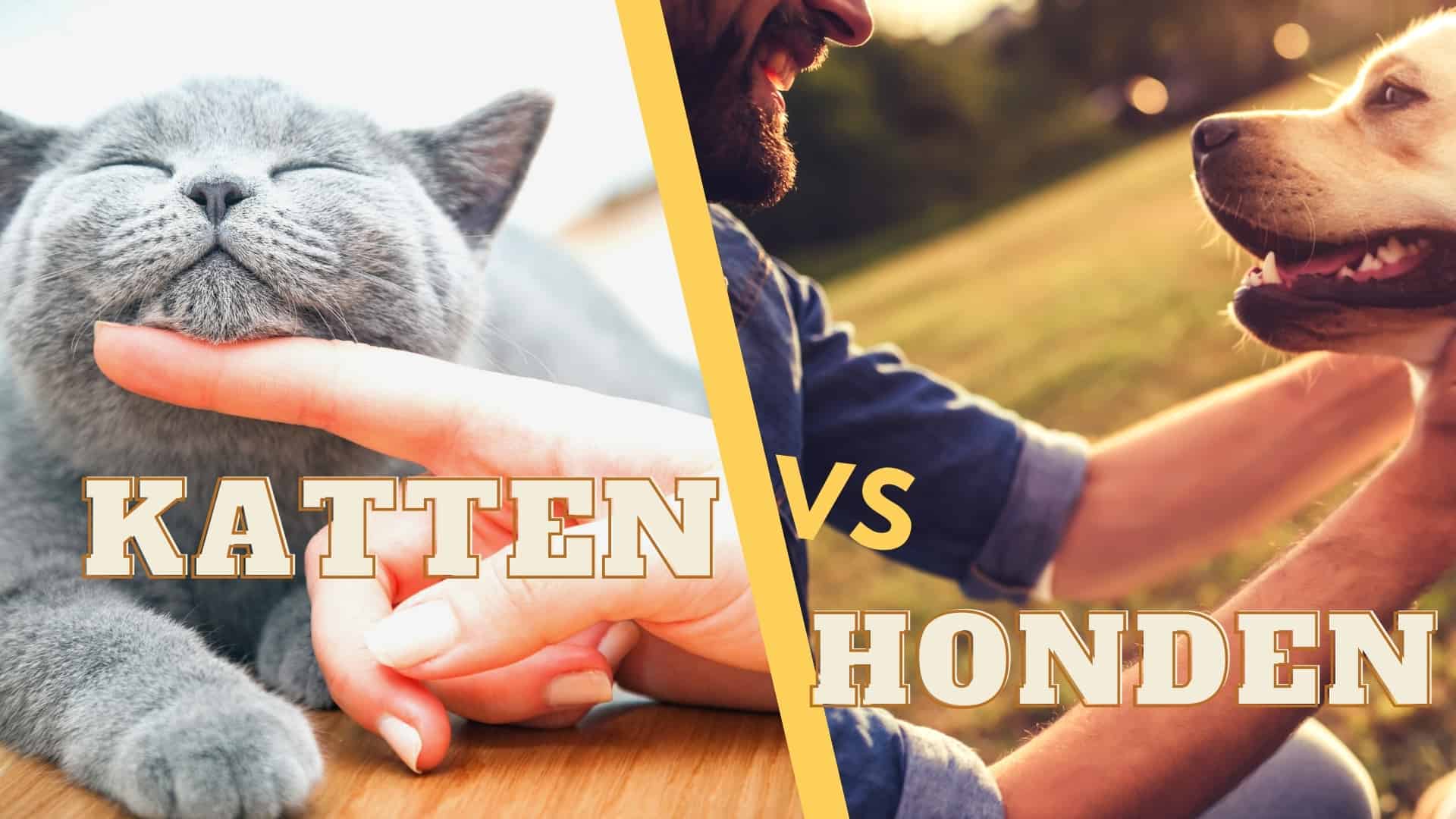 Katten vs honden: neem je een hond of een kat?