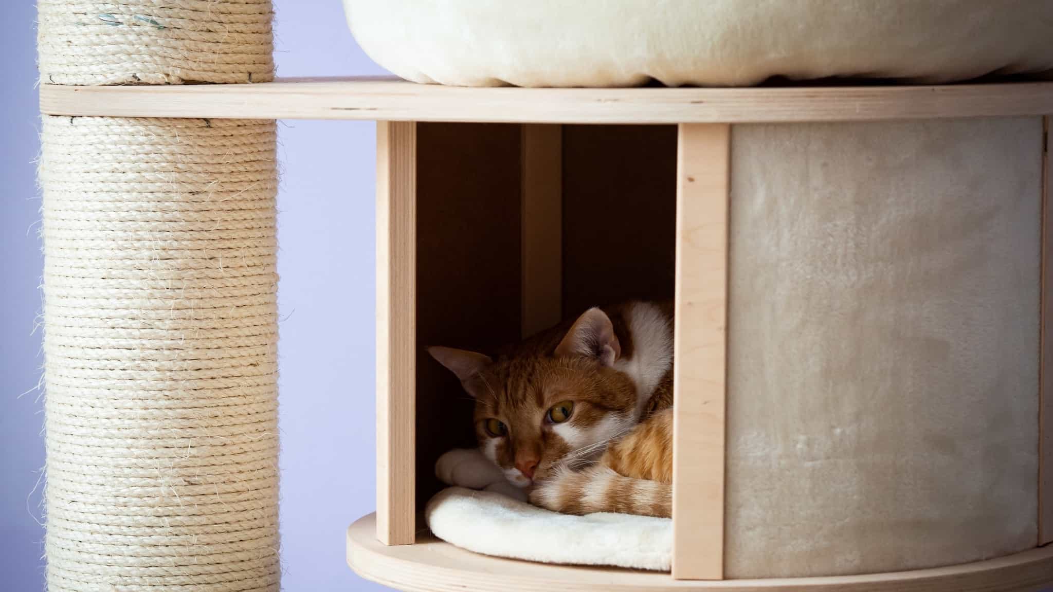 Beste kattenmeubels: Geef jouw lieveling een fijn speel- en slaapplekje [review]