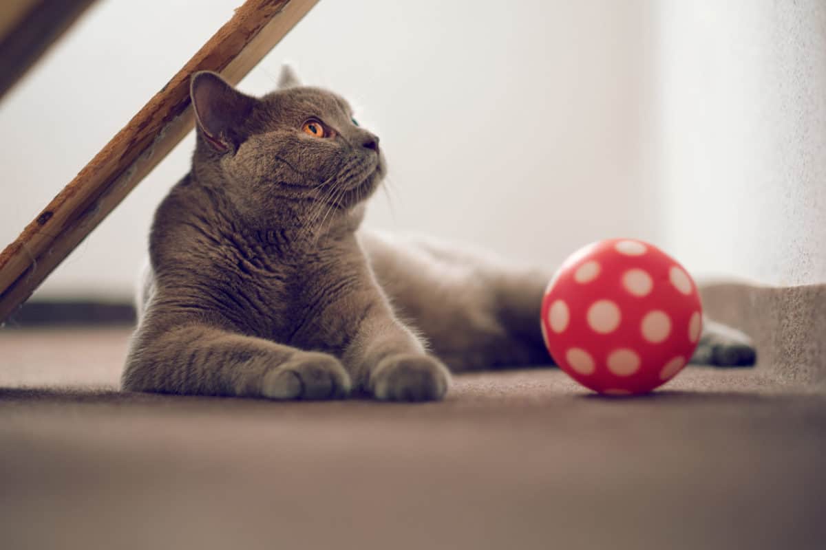 10 superleuke trucs om je kat aan te leren [die ze ook nog kunnen leren!]