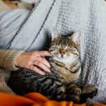 9 tekenen die aangeven je kat echt wel van je houdt