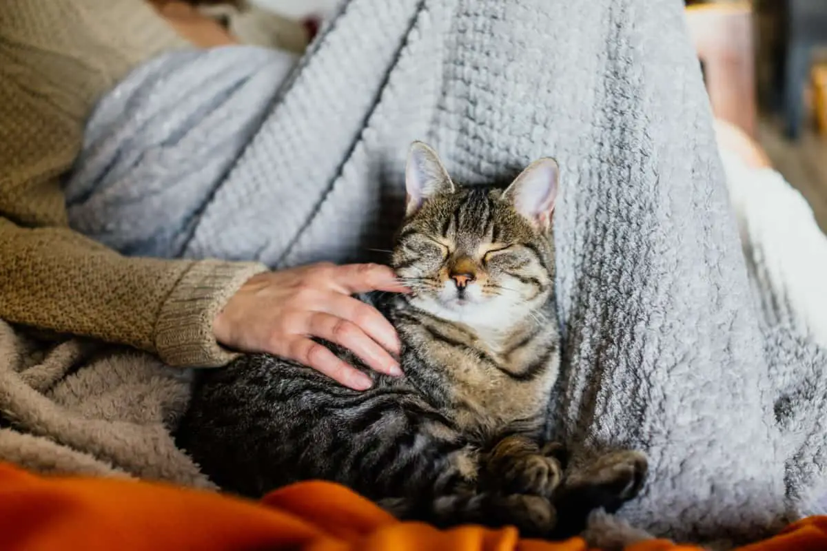 9 tekenen die aangeven je kat echt wel van je houdt