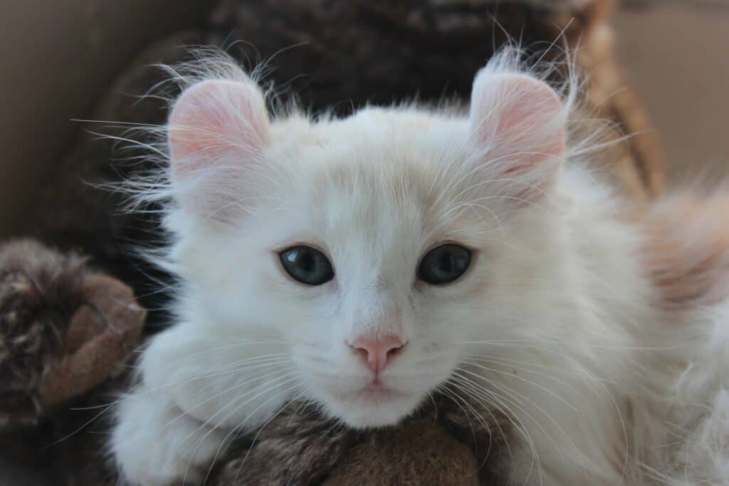 American curl kitten
