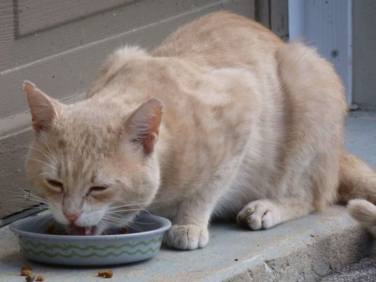 Heeft mijn kat echt altijd honger?
