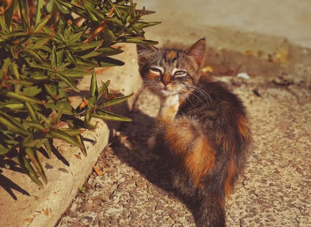 Kat bij een giftige plant