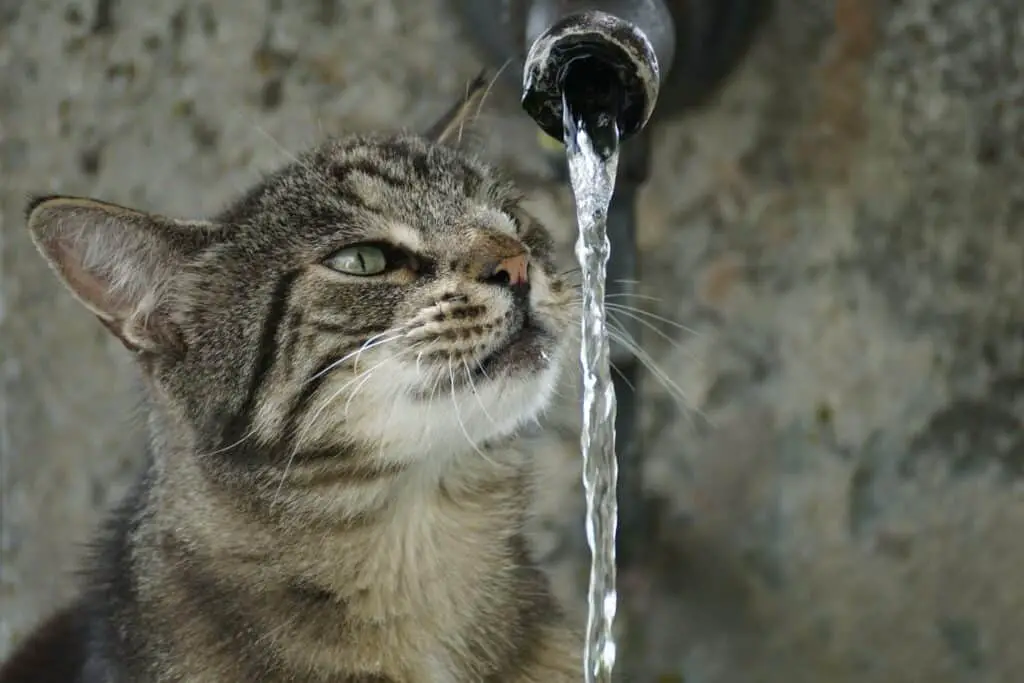 Kat drinkt water uit buis niet