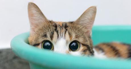 Kat in een mandje