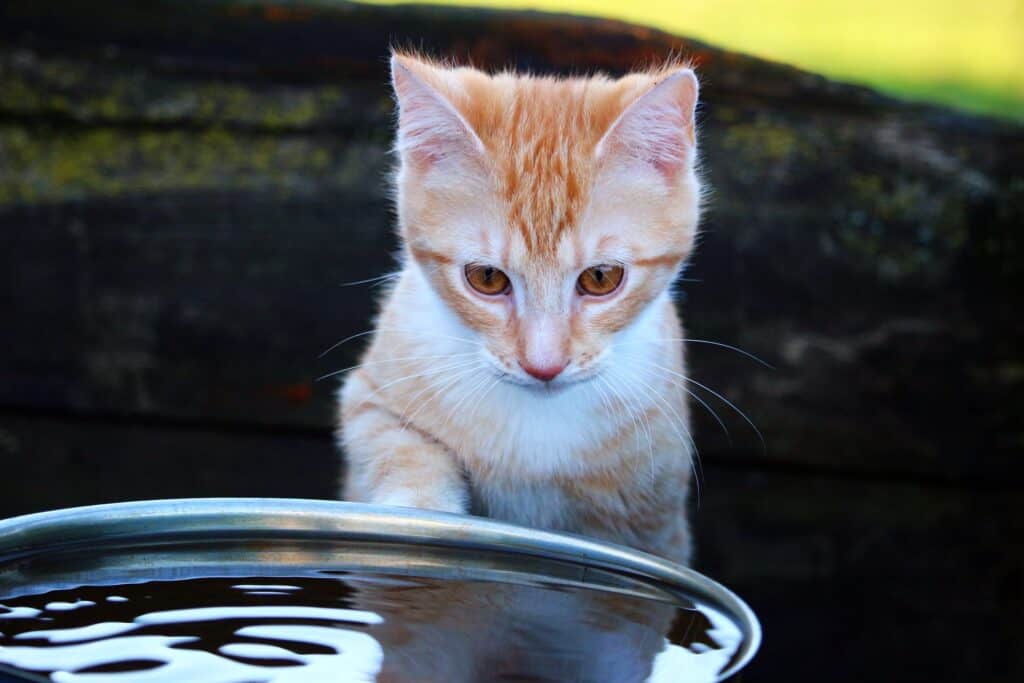 Kat kijkt in een bak water