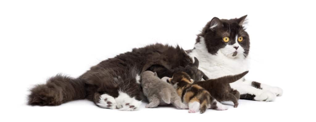 Kat met jonge kittens