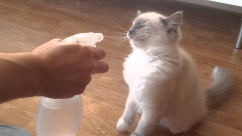 Kat straffen met een waterspray