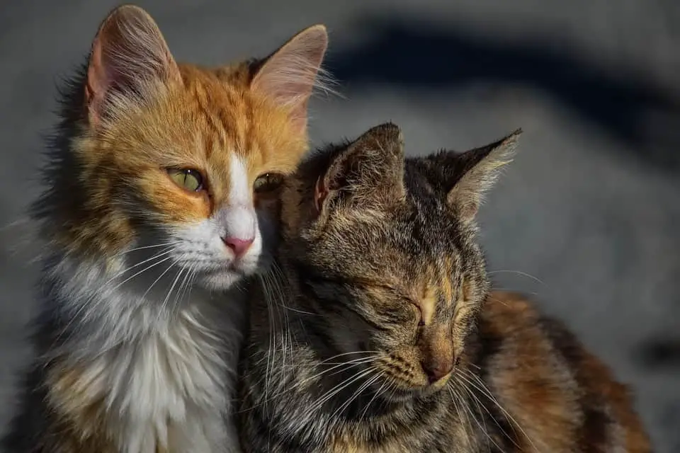 Katten geven elkaar kopjes