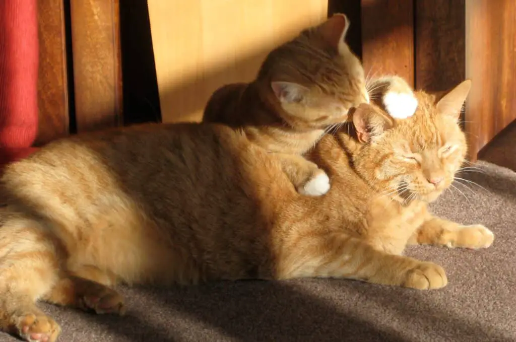 Katten likken elkaar