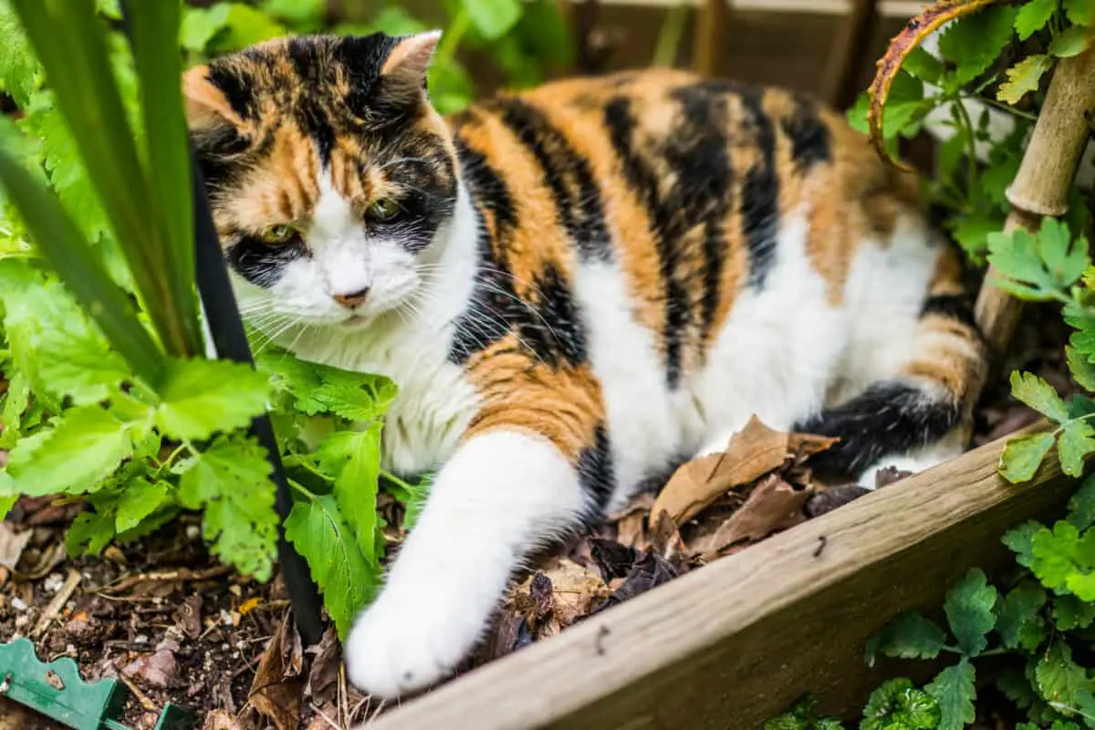 Kattenkruid: veilig kattenkruid waar katten dol op zijn, maar waarom?